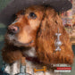 Dogtanian